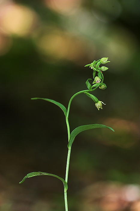 Epipactis exilis